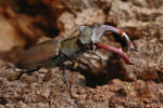 Vliegend hert mannetje (Lucanus cervus), Veluwe